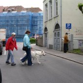 Bilder-Galerie &raquo; Führhunde - Prüfung